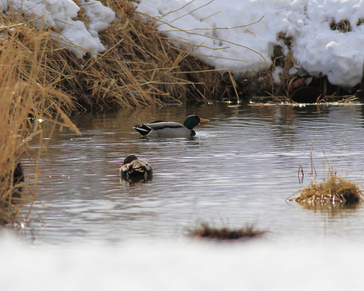 Mallard - ML631833835