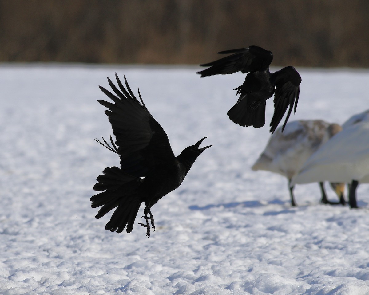 Carrion Crow - ML631833863