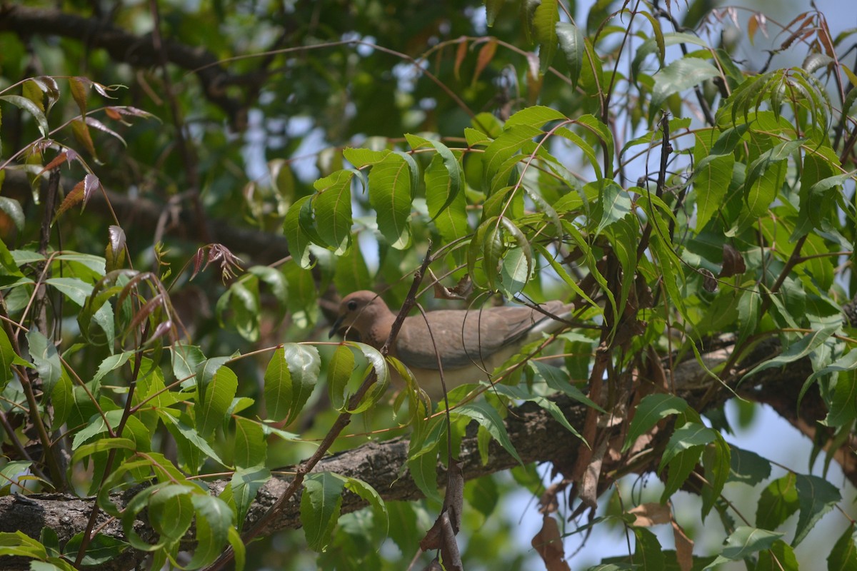 Tórtola Senegalesa - ML631833887