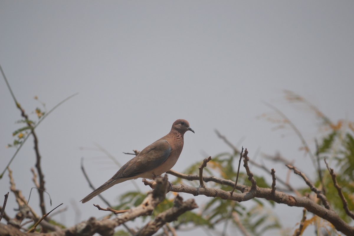 Tórtola Senegalesa - ML631833938