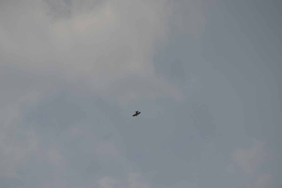 Golondrina Común - ML631833953