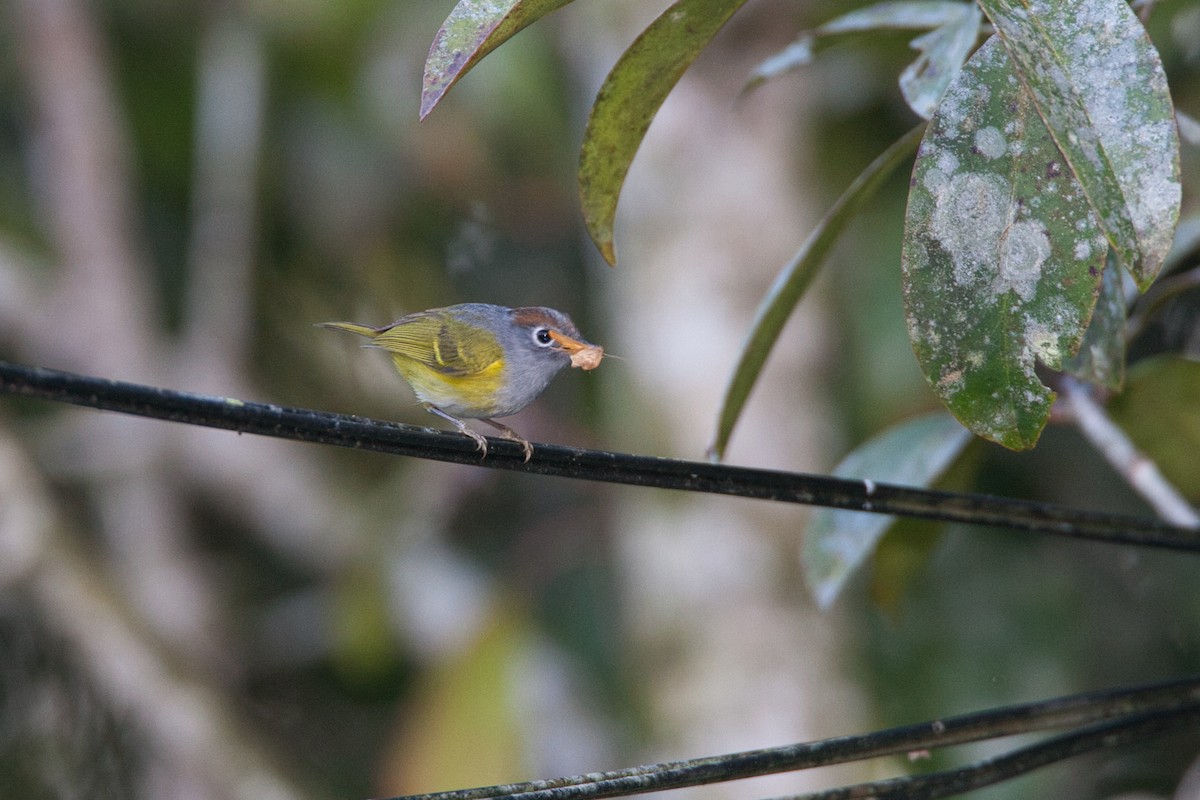 Chestnut-crowned Warbler - ML631833993