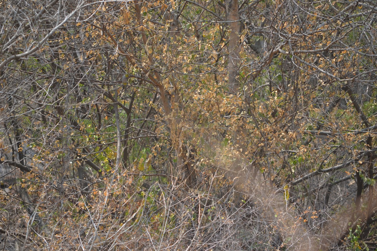 Bulbul Gorjigualdo - ML631834380