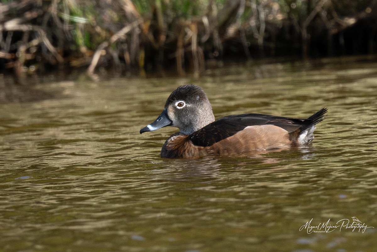 צולל צווארון - ML631834397