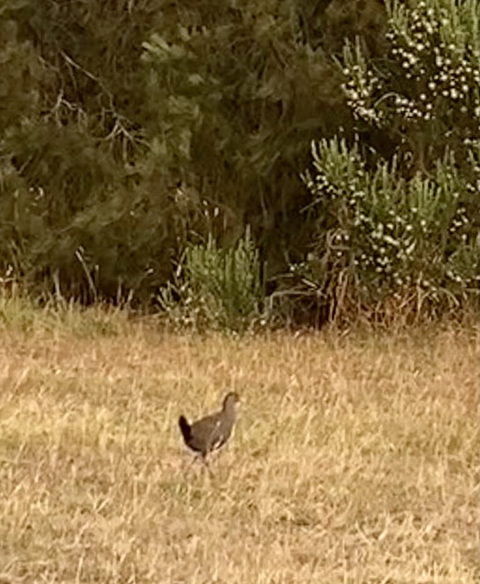 Tasmanian Nativehen - ML631834449
