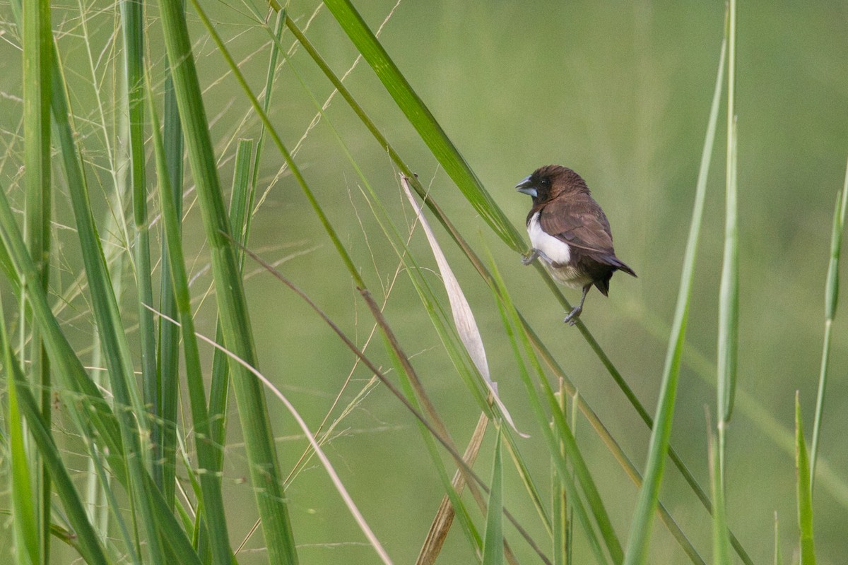 Javan Munia - ML631834497