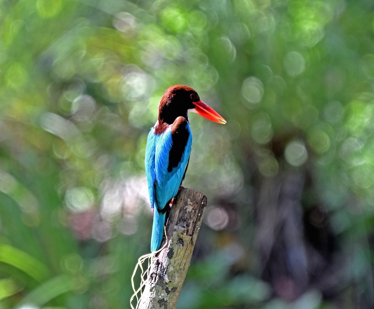 White-throated Kingfisher - ML631834725