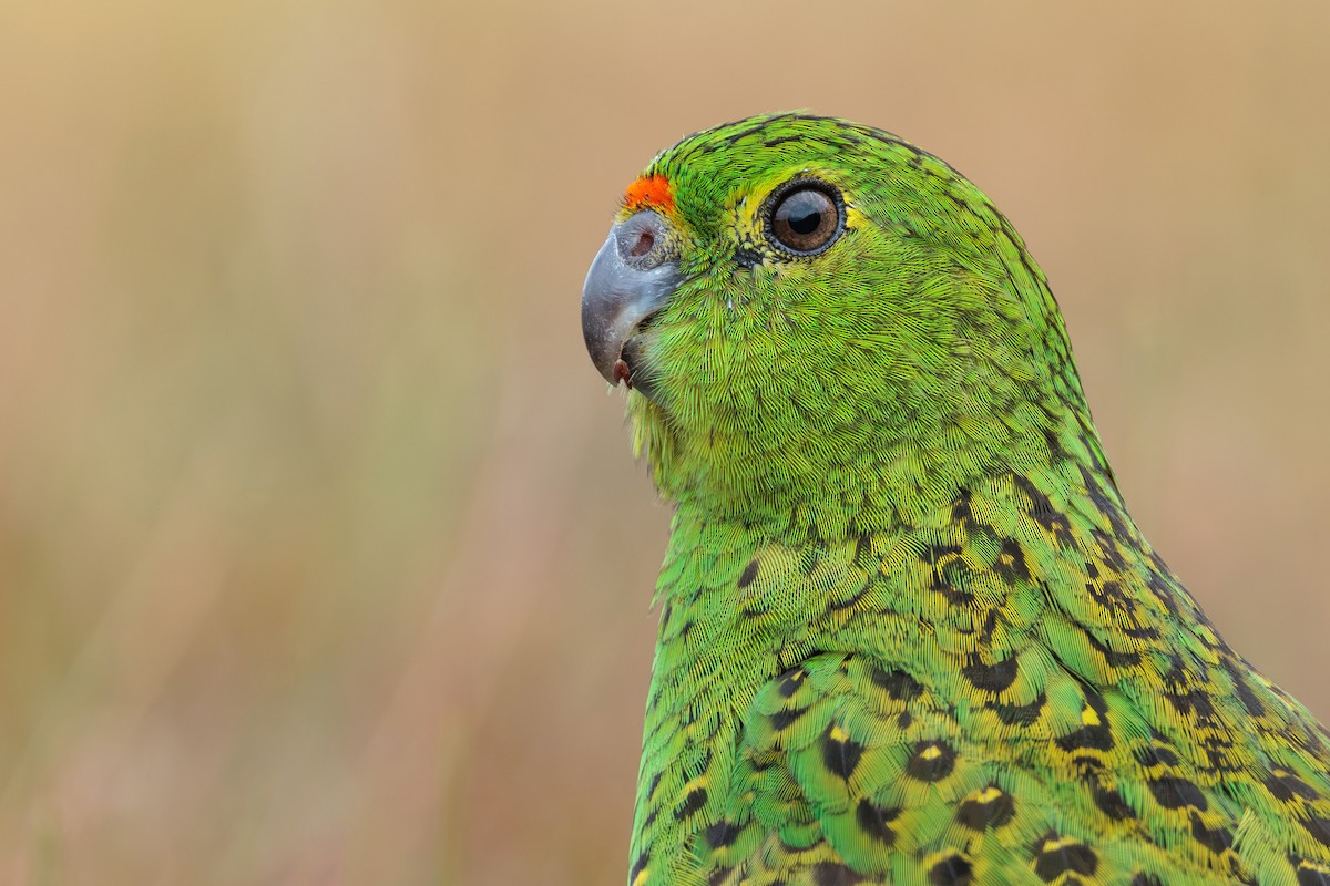 Ground Parrot - ML631834867