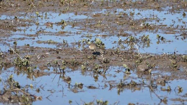 American Pipit - ML631834987
