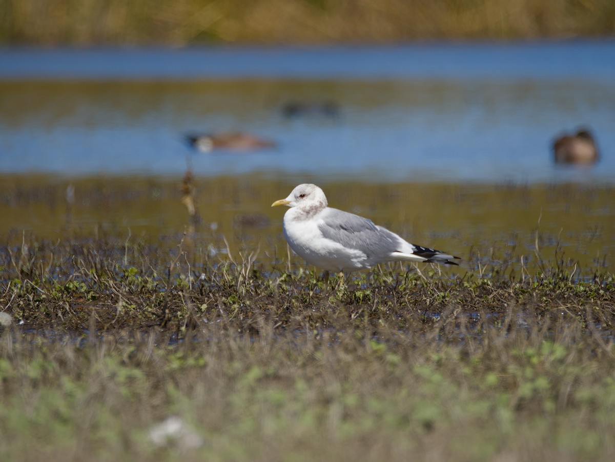 Short-billed Gull - ML631835047