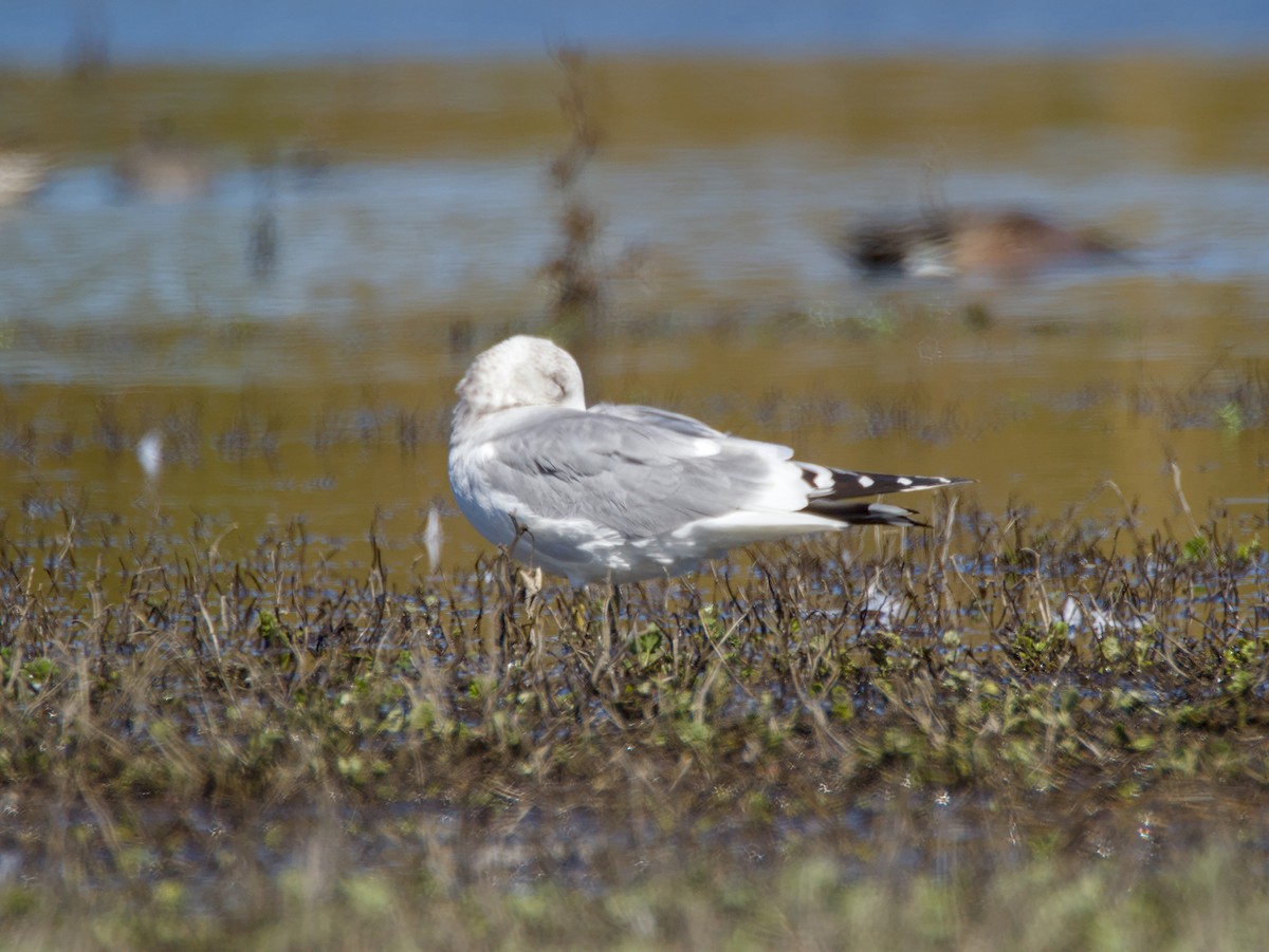 Short-billed Gull - ML631835050