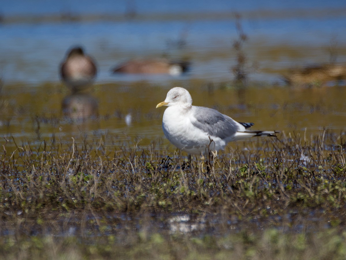 Short-billed Gull - ML631835051