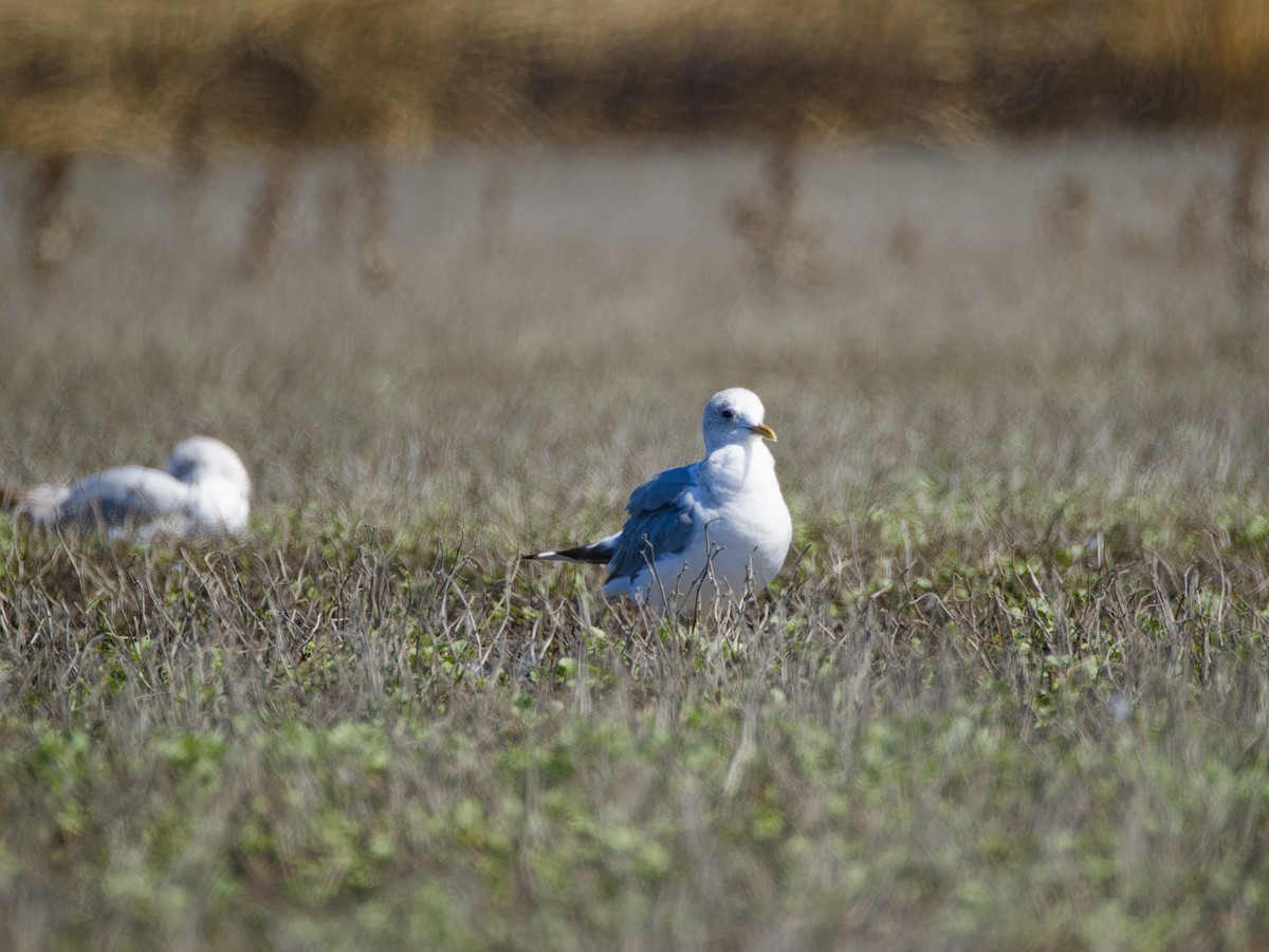 Short-billed Gull - ML631835061