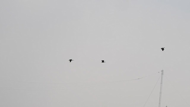 Red-naped Ibis - ML631835171