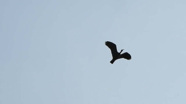 Red-naped Ibis - ML631835174