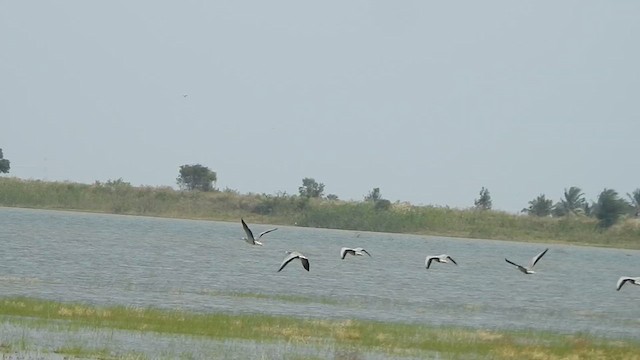 Хээрийн галуу - ML631835227