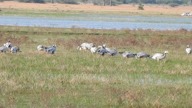 Хээрийн галуу - ML631835231
