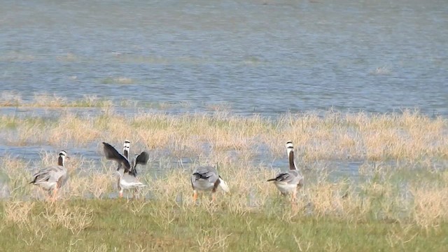 Хээрийн галуу - ML631835242