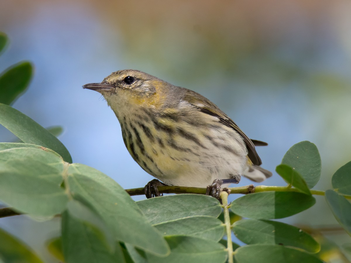 Cape May Warbler - ML631835457