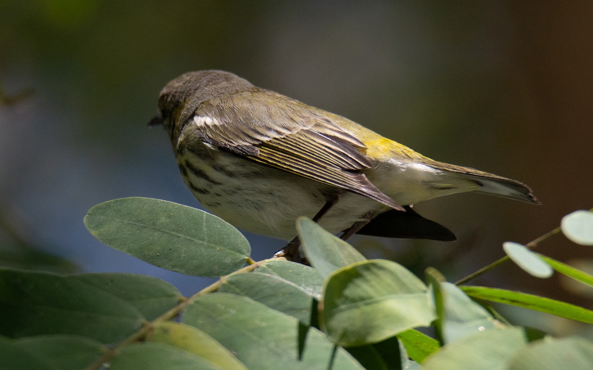 Cape May Warbler - ML631835458