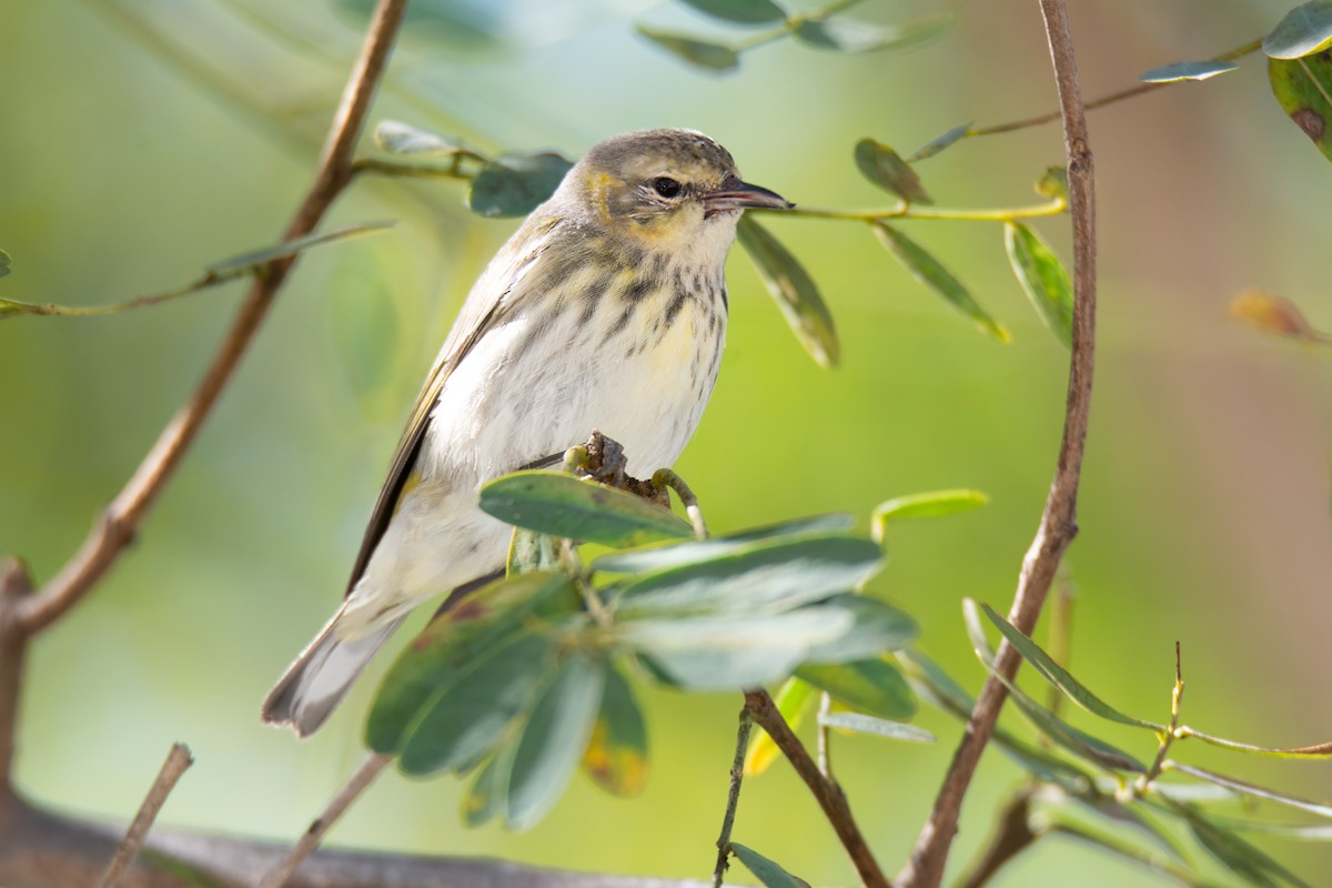 Cape May Warbler - ML631835459