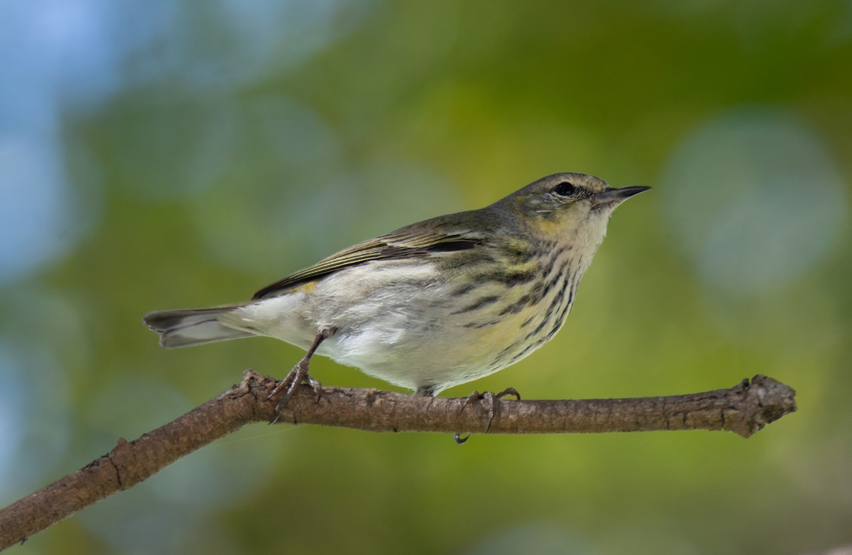 Cape May Warbler - ML631835460
