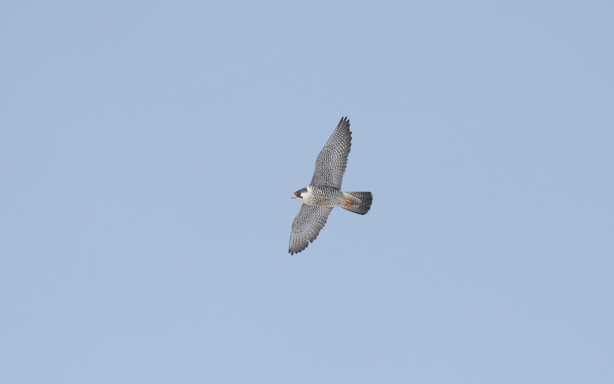 Peregrine Falcon - ML631835481