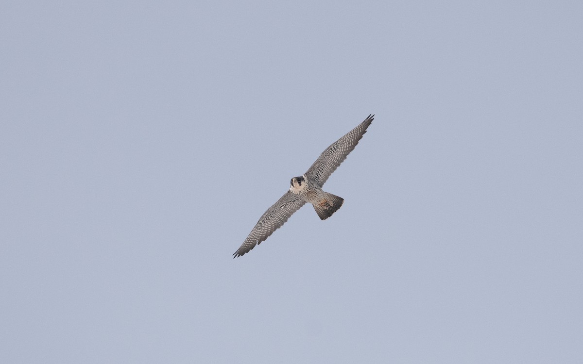 Peregrine Falcon - ML631835482