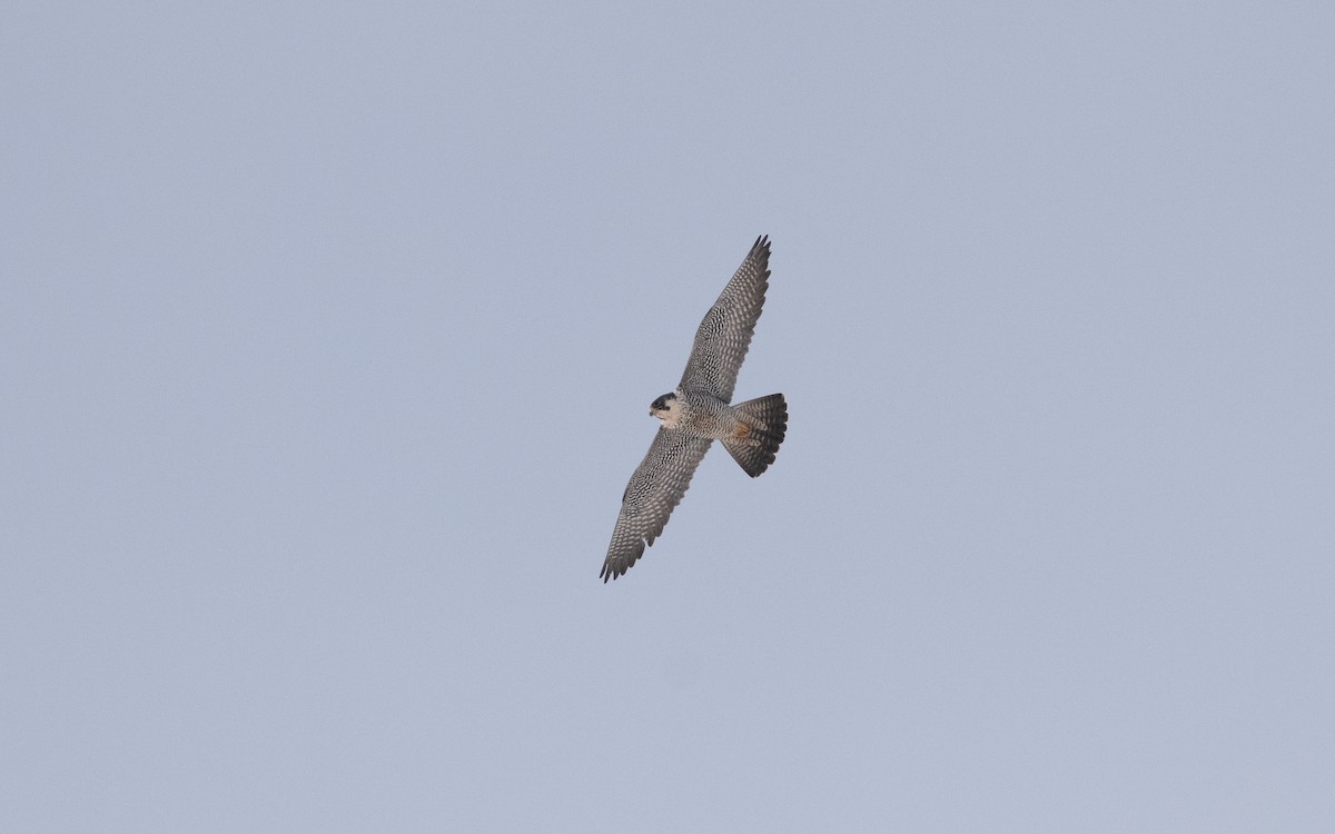 Peregrine Falcon - ML631835483