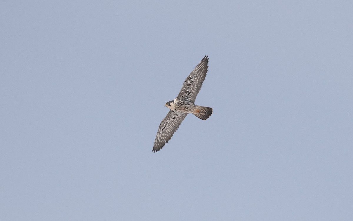 Peregrine Falcon - ML631835484