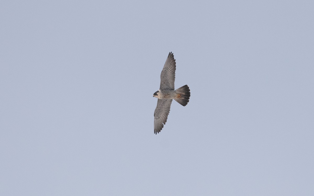 Peregrine Falcon - ML631835485