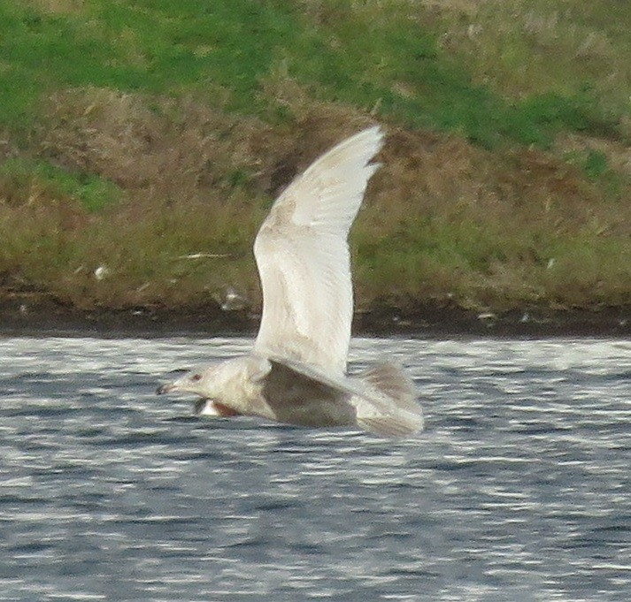 Glaucous x Glaucous-winged Gull (hybrid) - ML631835549