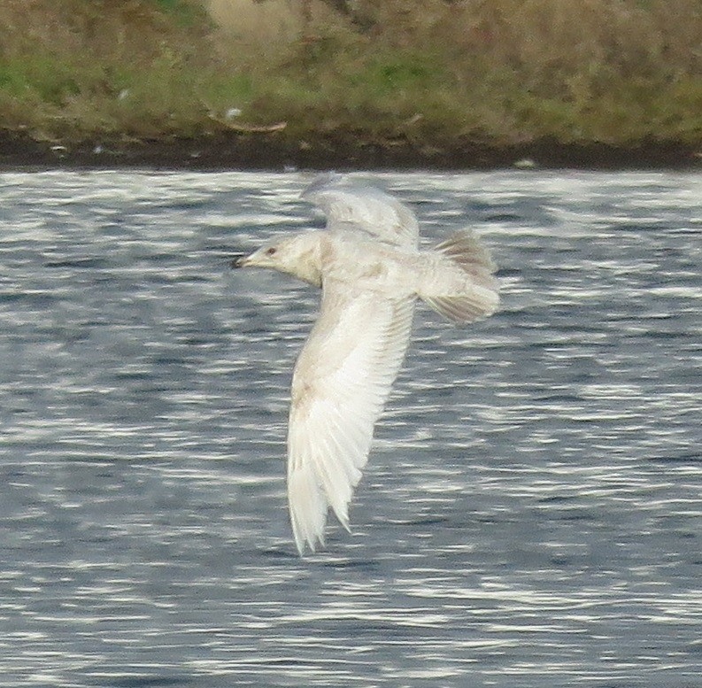 Glaucous x Glaucous-winged Gull (hybrid) - ML631835551