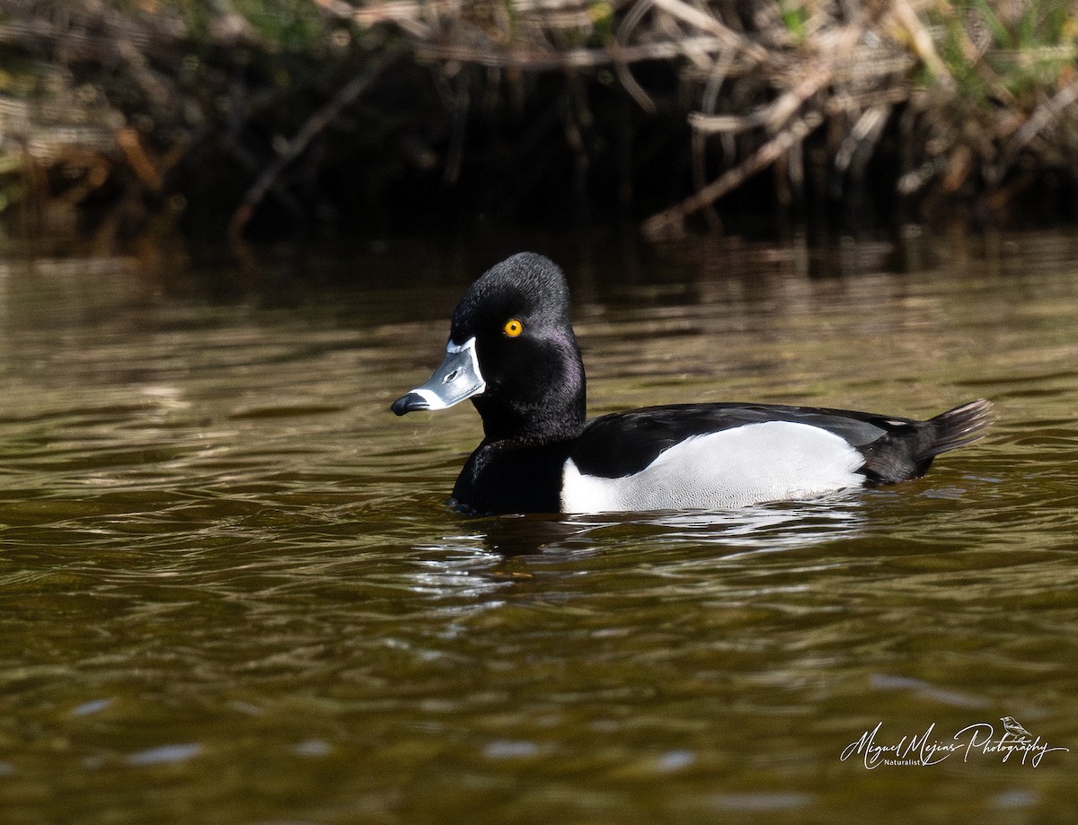 צולל צווארון - ML631835658