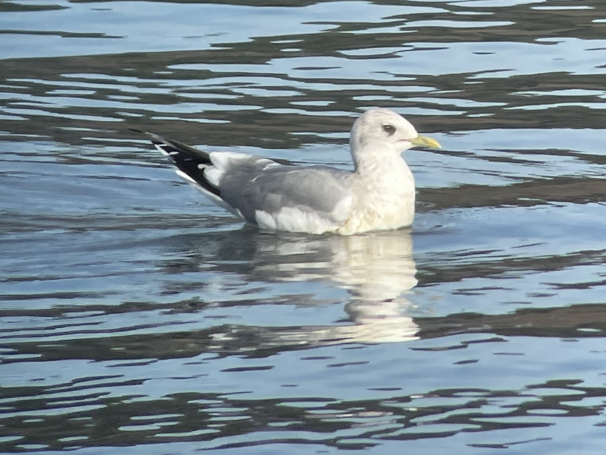 Short-billed Gull - ML631835676