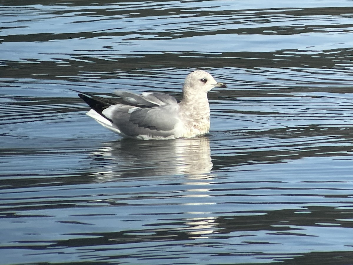 Short-billed Gull - ML631835677