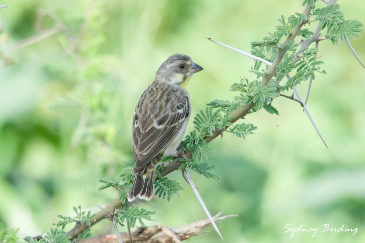 Lemon-breasted Seedeater - ML631835695