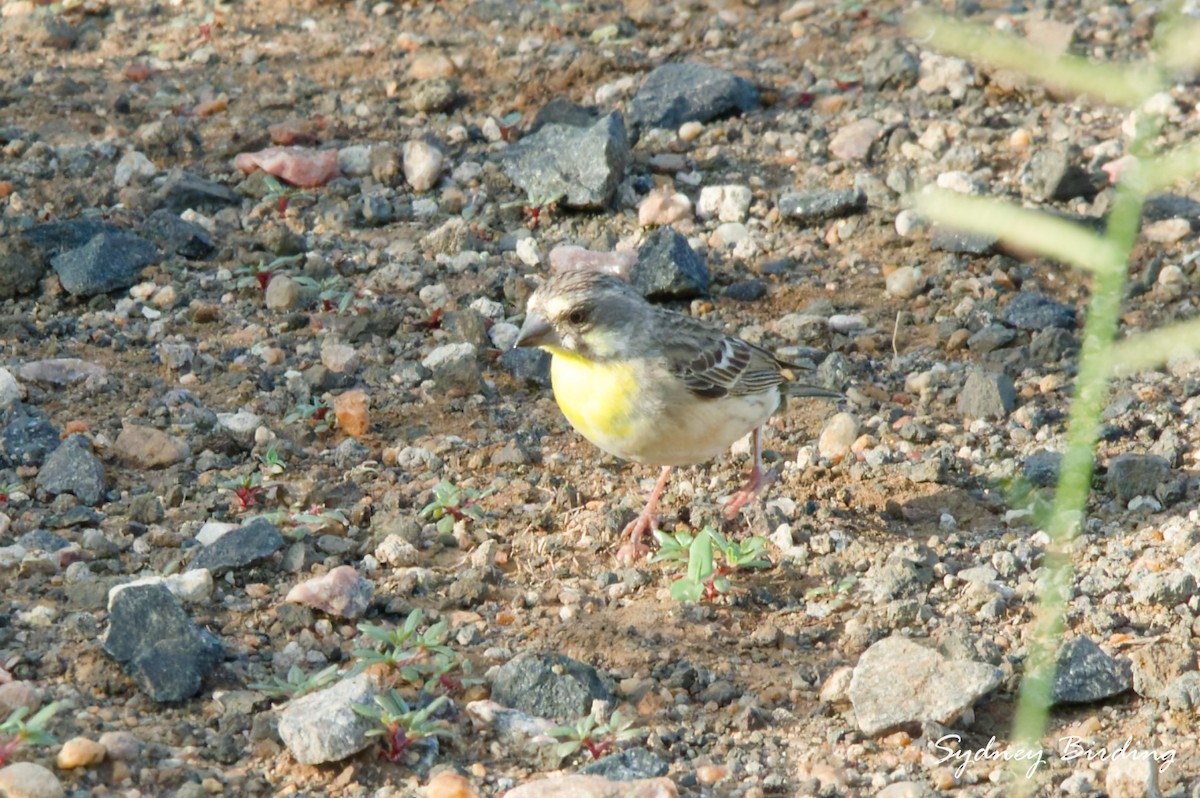 Lemon-breasted Seedeater - ML631835696