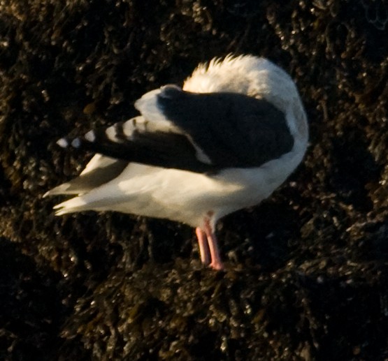 Slaty-backed Gull - ML631835850