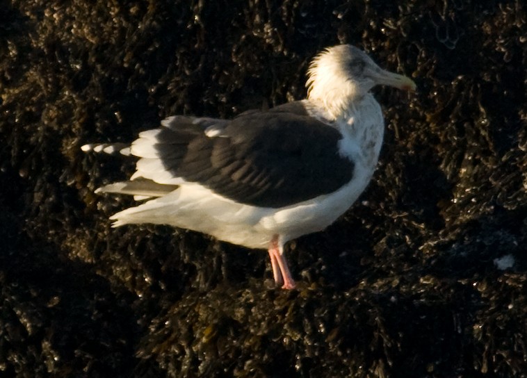 Slaty-backed Gull - ML631835851
