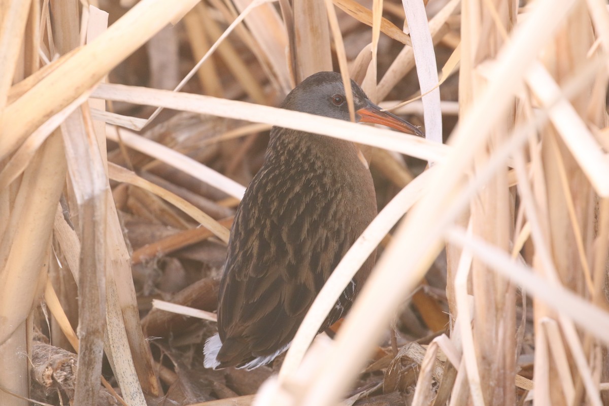 Virginia Rail - ML631835858