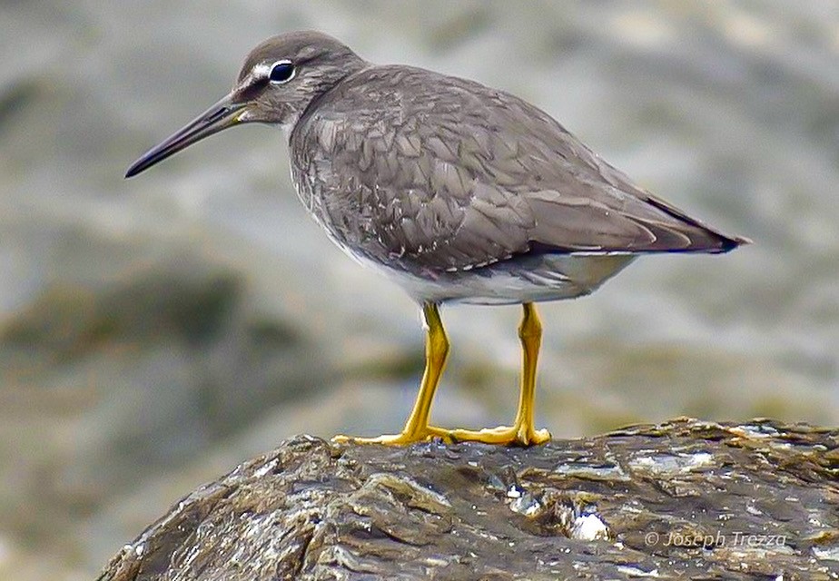 alaskavandresnipe - ML631836094
