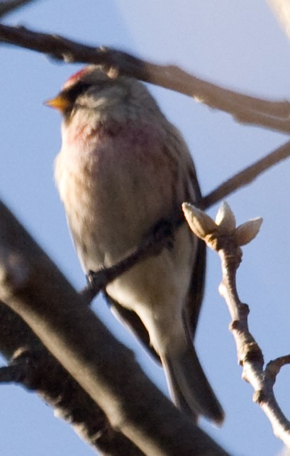 Redpoll (exilipes) - ML631836134