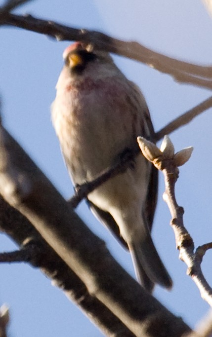 Redpoll (exilipes) - ML631836135