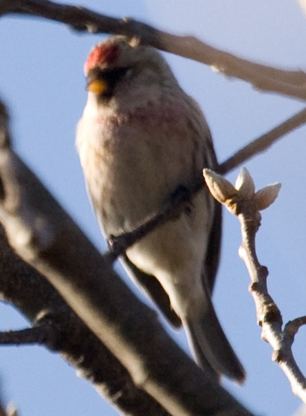 Redpoll (exilipes) - ML631836136