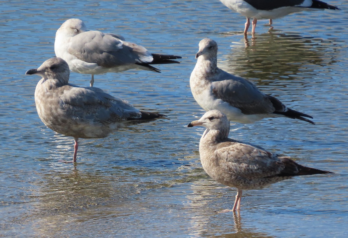 Iceland Gull (Thayer's) - ML631836296