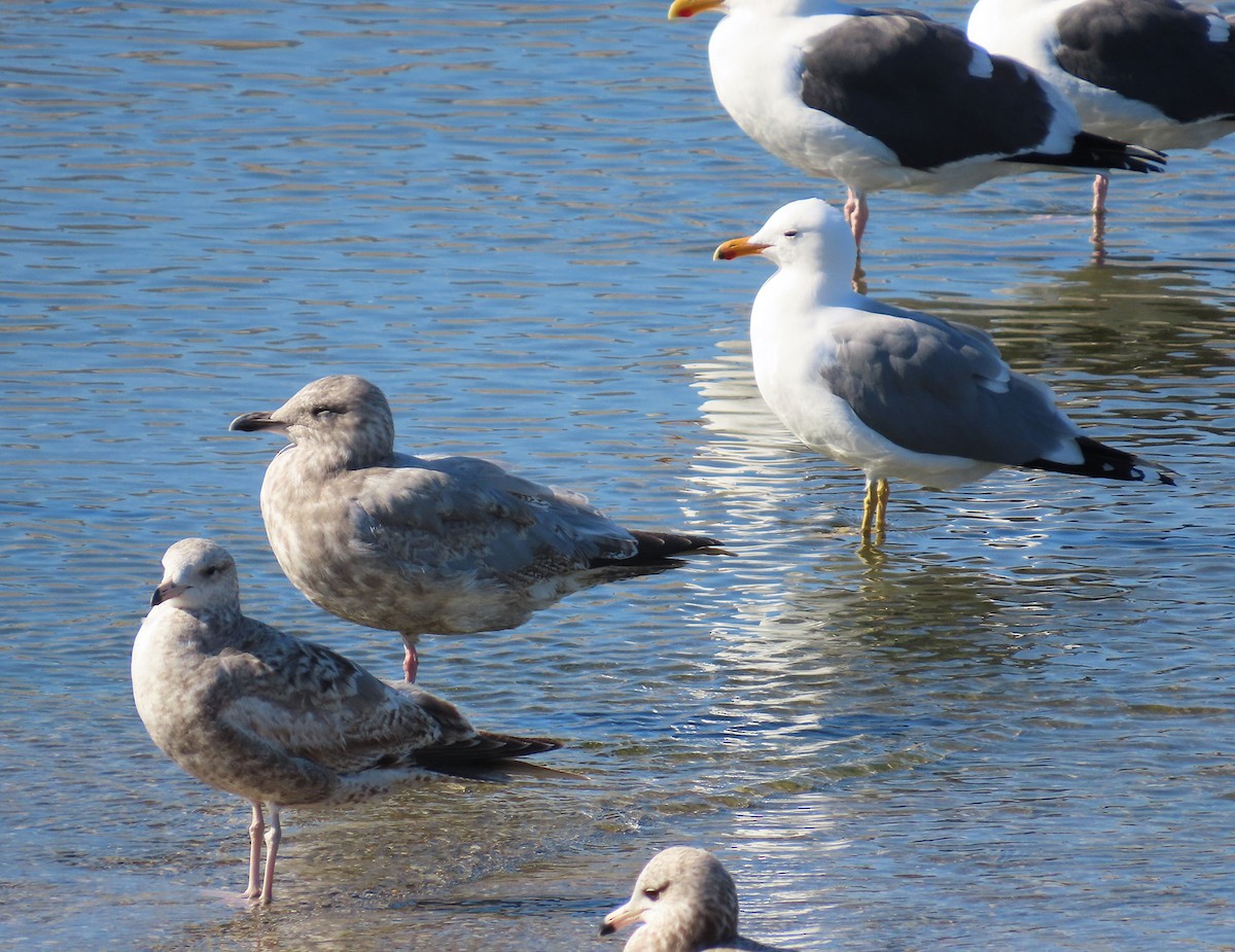 Iceland Gull (Thayer's) - ML631836297