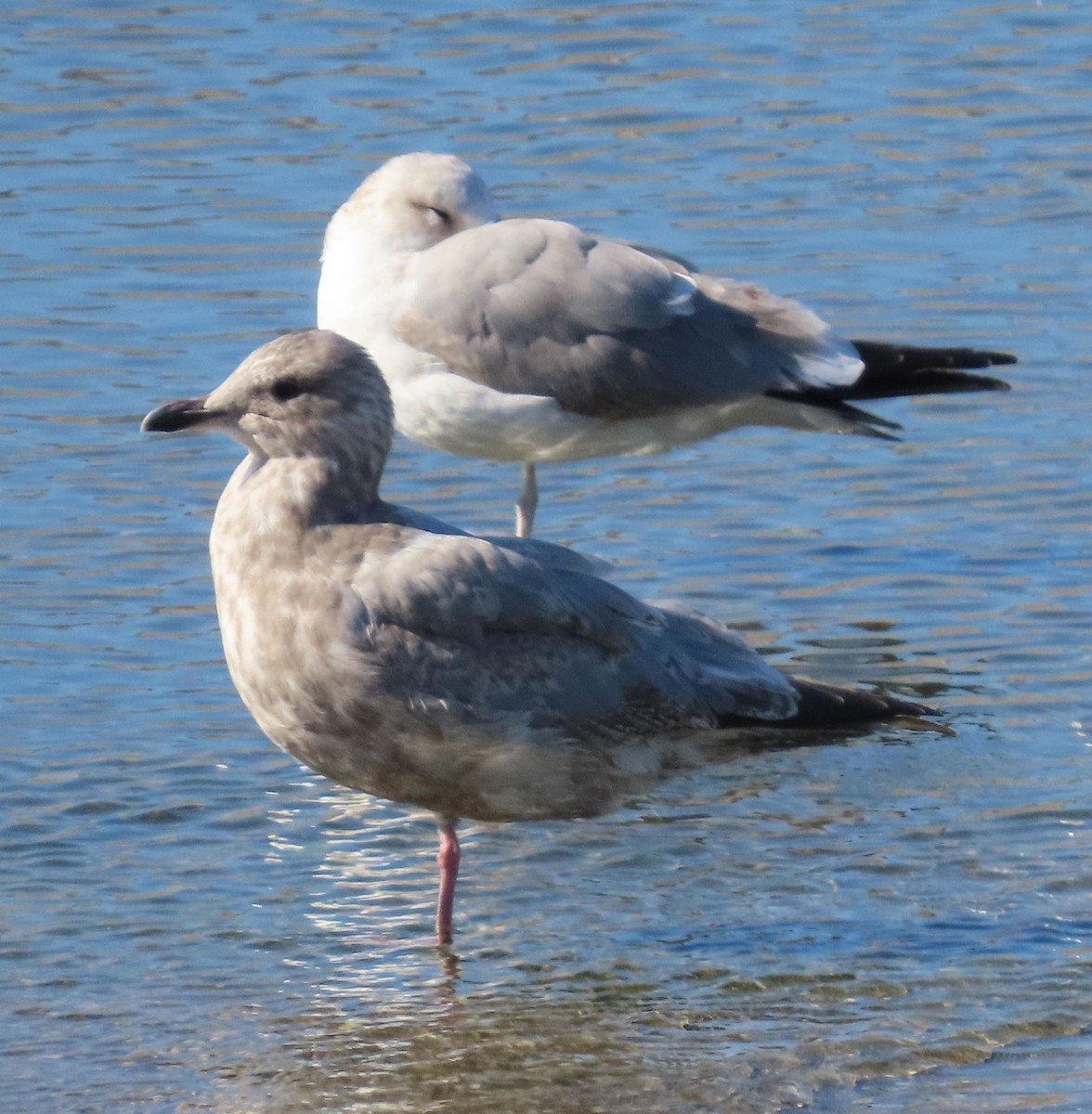 Iceland Gull (Thayer's) - ML631836304