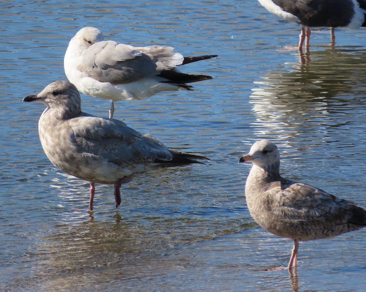 Iceland Gull (Thayer's) - ML631836305