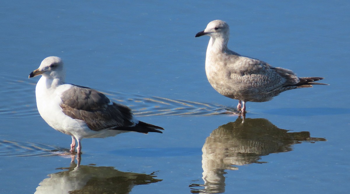 Iceland Gull (Thayer's) - ML631836311